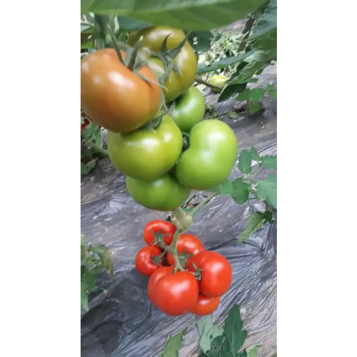 Çalışkan F1 Sırık Domates Fidesi