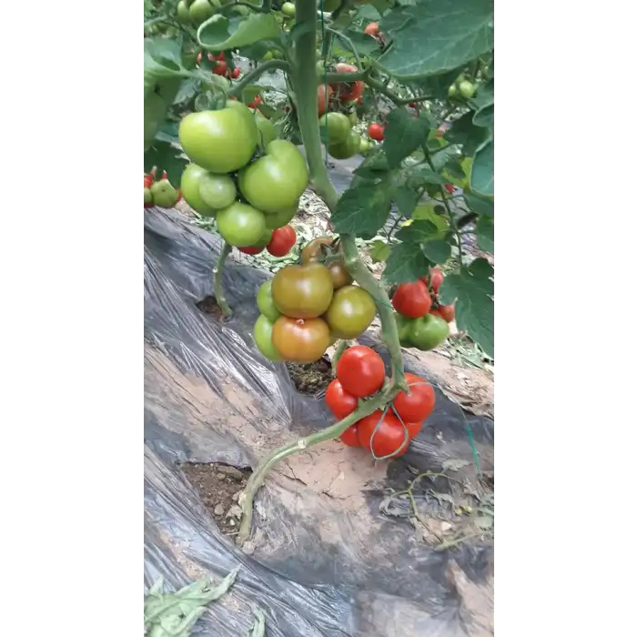 Çalışkan F1 Sırık Domates Fidesi