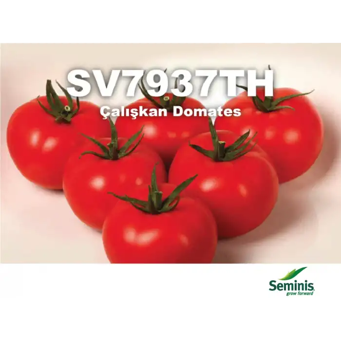 Çalışkan F1 Sırık Domates Fidesi