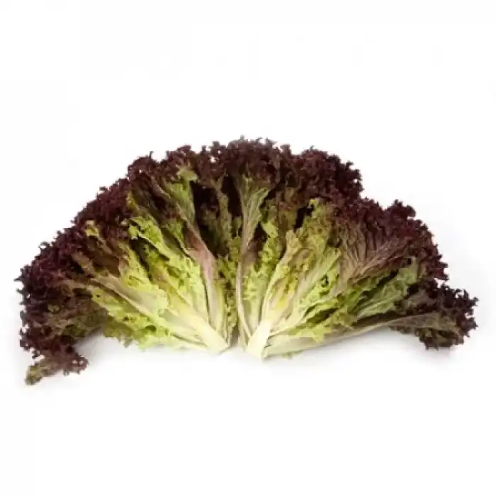 Carmesi Rz Kırmızı Lolo Rosso Marul Fidesi