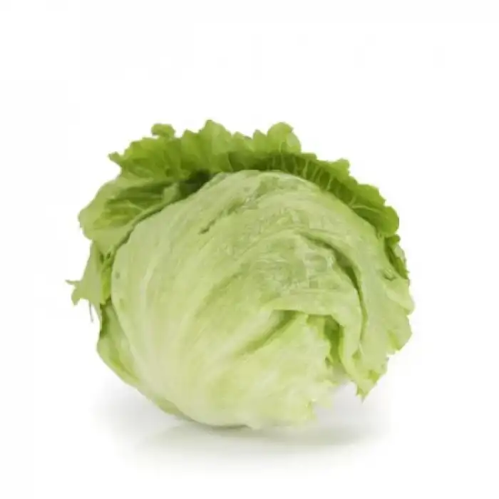 Cartagenas Rz İceberg Marul Fidesi