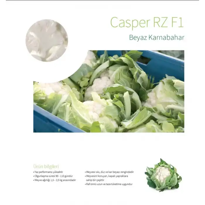 Casper RZ F1 Karnabahar Fidesi