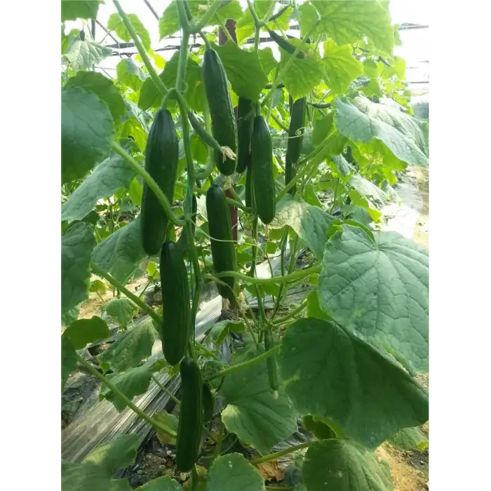 Cemre F1 Hıyar Fidesi