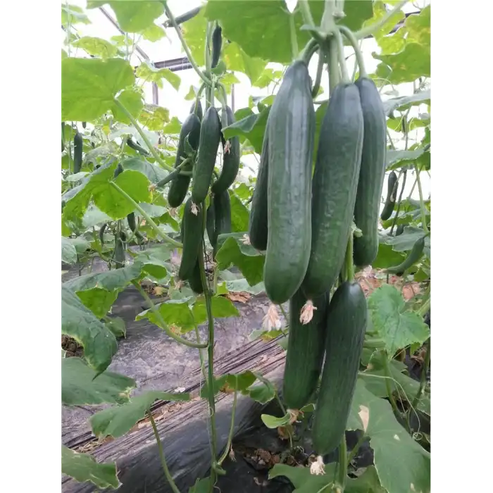 Cemre F1 Hıyar Fidesi