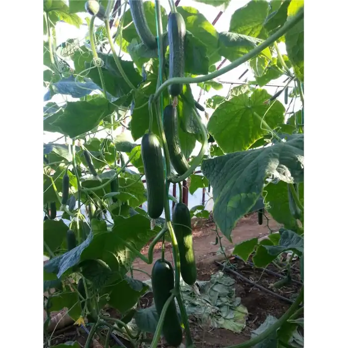 Cemre F1 Hıyar Fidesi