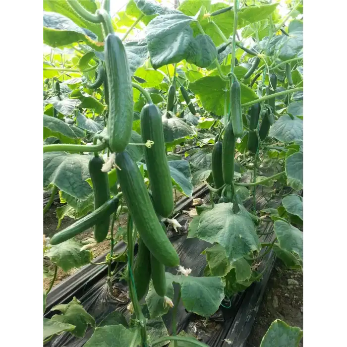 Cemre F1 Hıyar Fidesi