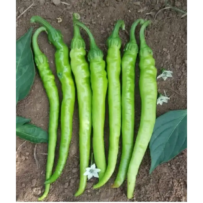 Çetinel Tatlı Sivri Biber Fidesi