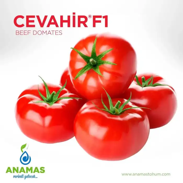 Cevahir F1 Sırık Beef Domates Fidesi