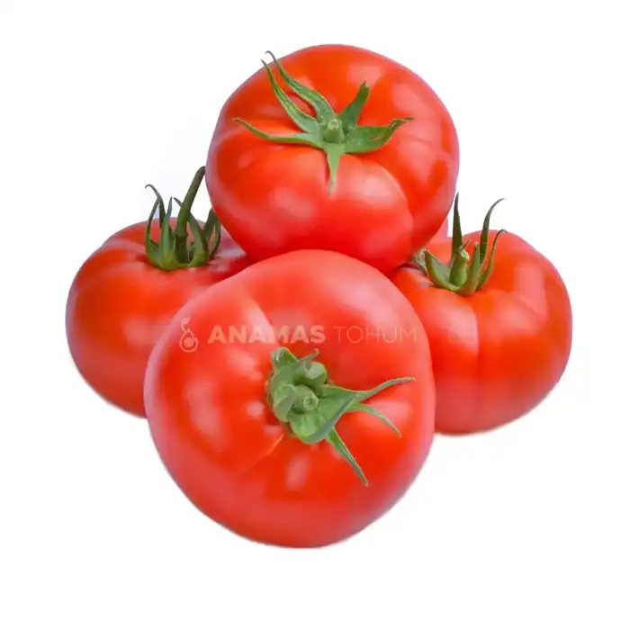 Cevahir F1 Sırık Beef Domates Fidesi