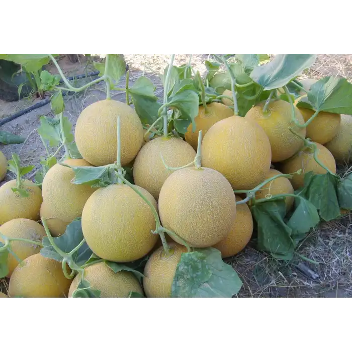 Çıtırex F1 Galia Kavun Fidesi