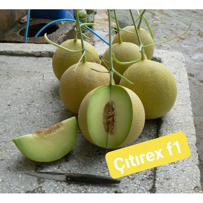 Çıtırex F1 Galia Kavun Fidesi