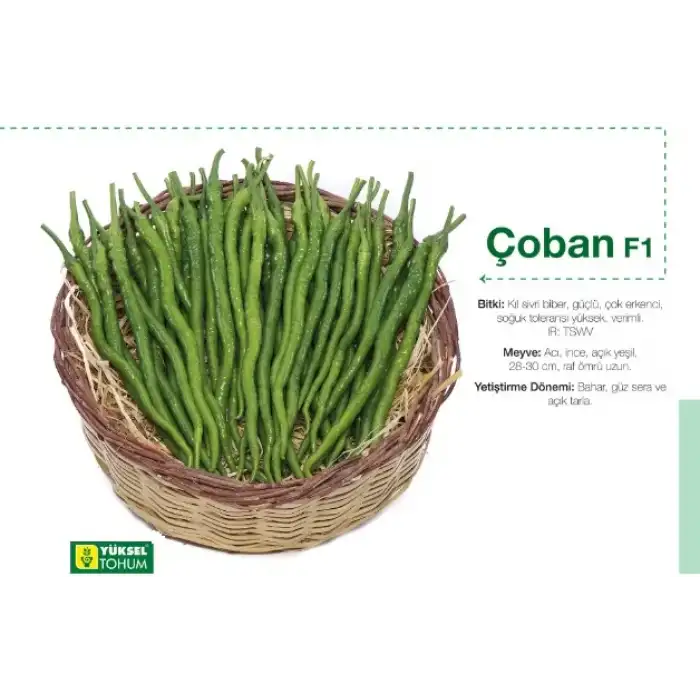 Çoban F1 Acı Kıl Sivri Biber Fidesi