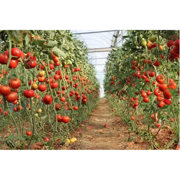 Corvette F1 Güzlük Domates Fidesi