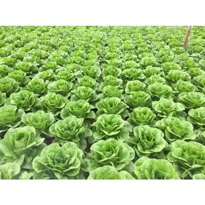 Cospirina Yedikule Marul Fidesi