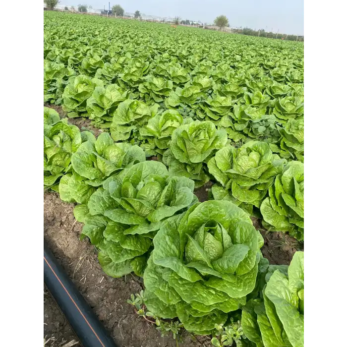Cospirina Yedikule Marul Fidesi