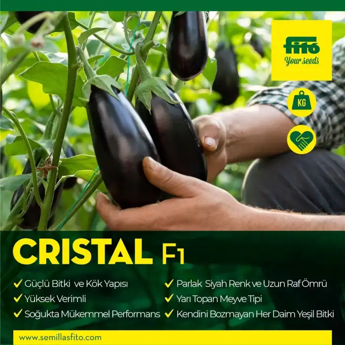 Cristal F1 Yarı Topan Patlıcan Fidesi
