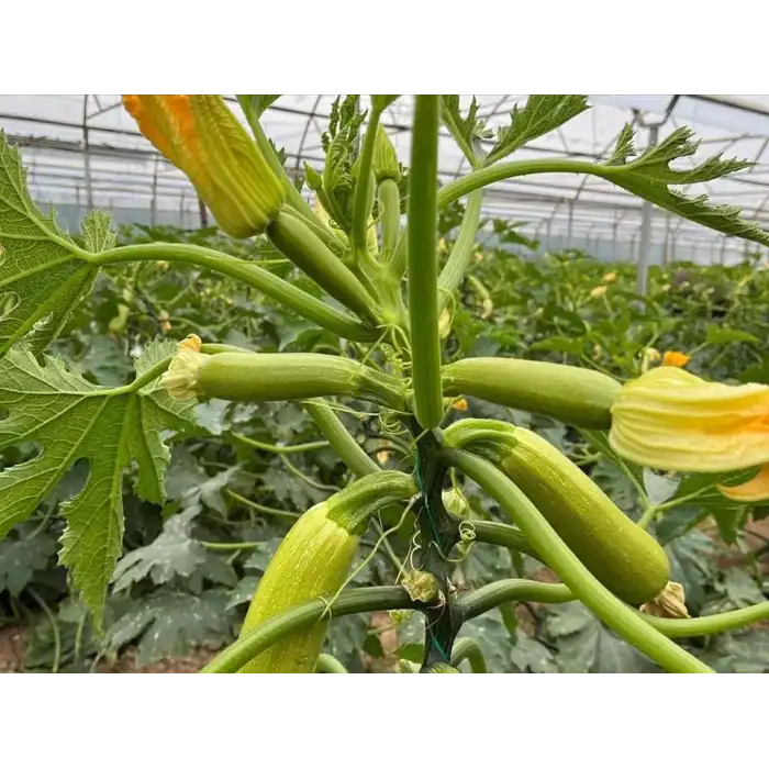 Dicle F1 Kabak Fidesi