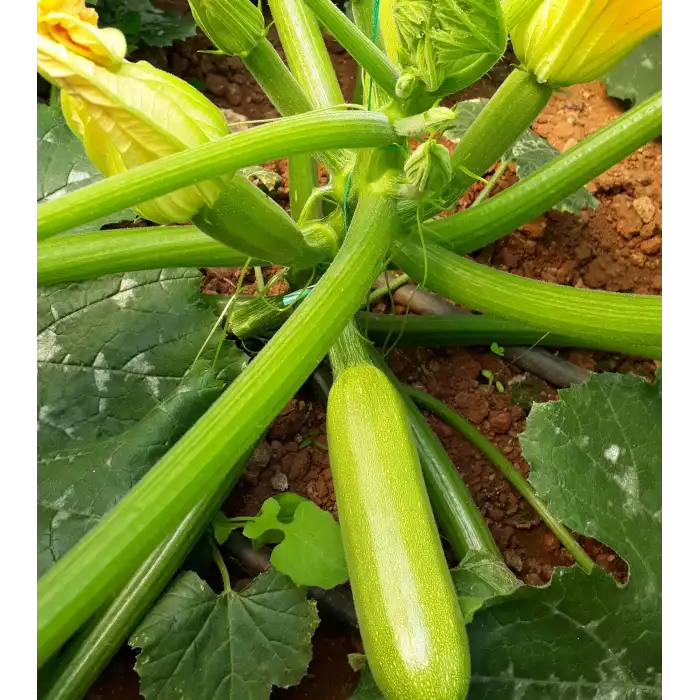 Dicle F1 Kabak Fidesi