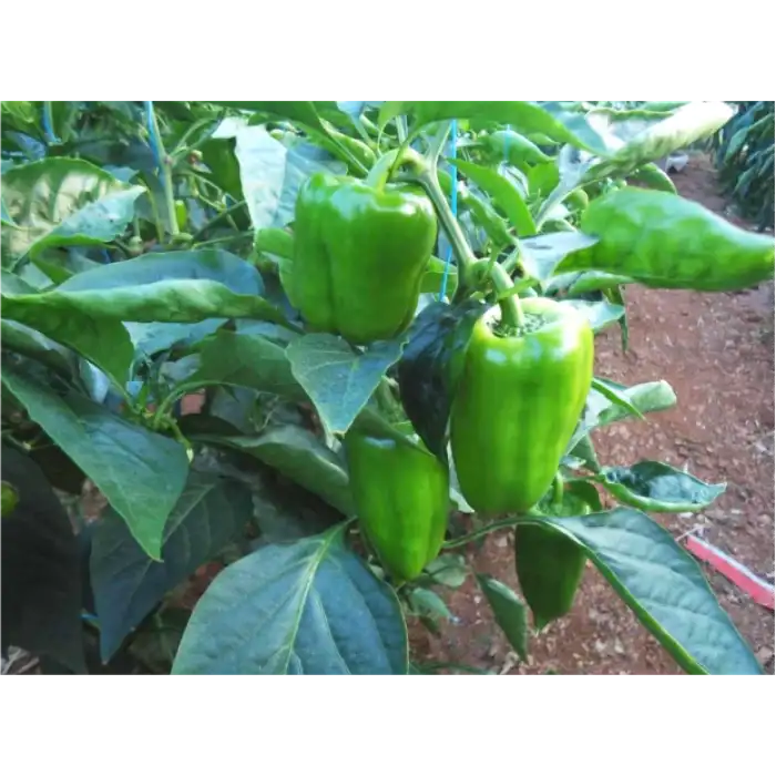 Dilber F1 Dolma Biber Fidesi