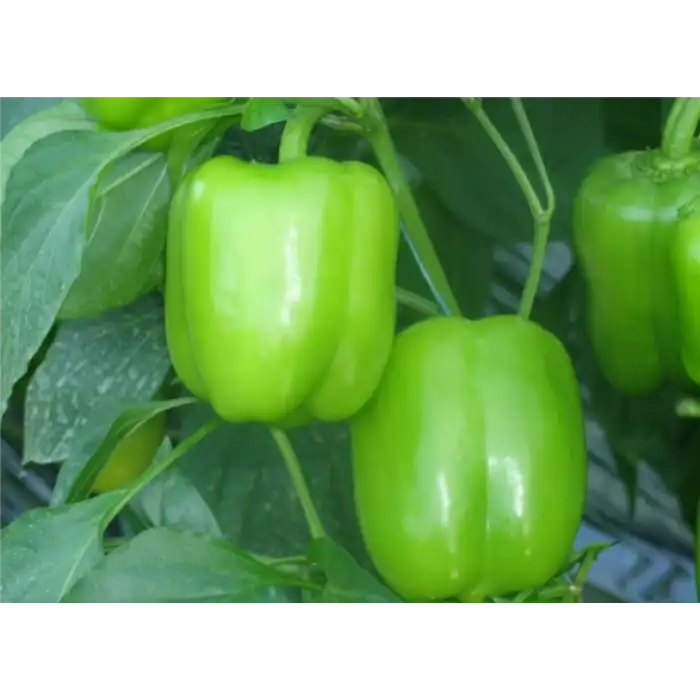 Dilber F1 Dolma Biber Fidesi