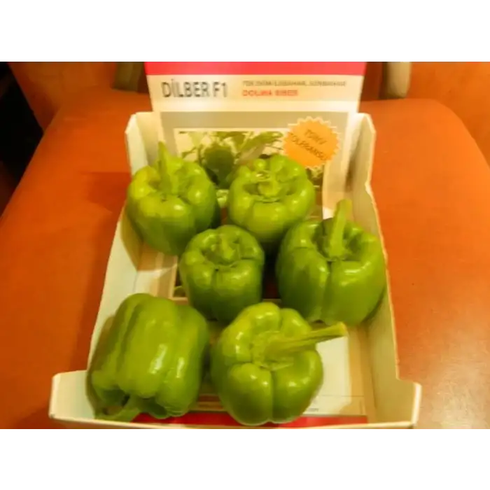 Dilber F1 Dolma Biber Fidesi