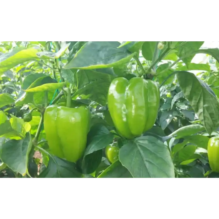 Dilber F1 Dolma Biber Fidesi