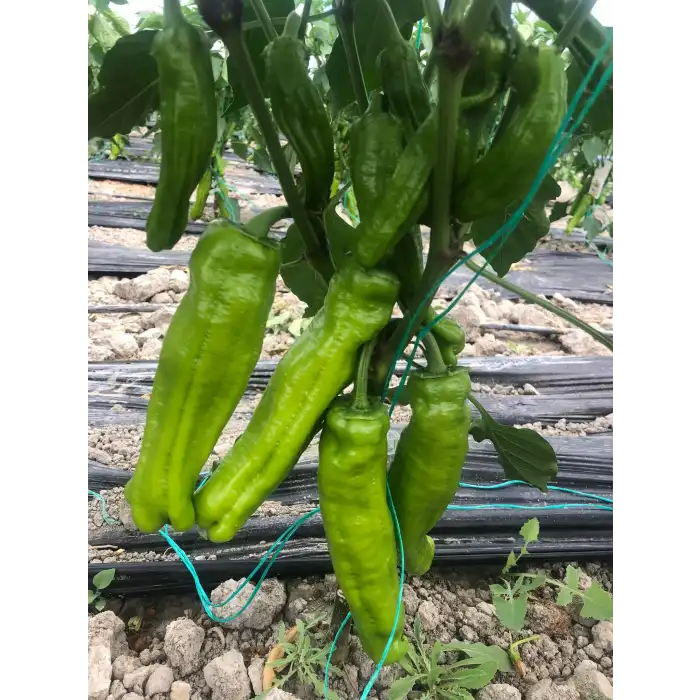 Dilek F1 Üçburun Biber Fidesi