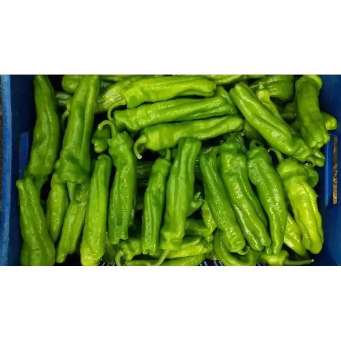 Dilek F1 Üçburun Biber Fidesi