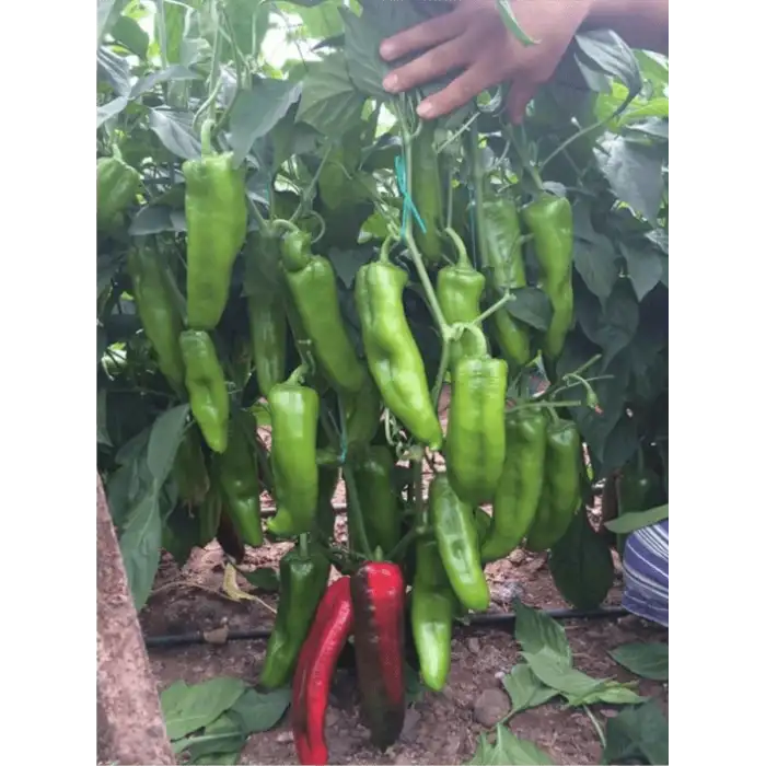 Diyar F1 Kapya Biber Fidesi