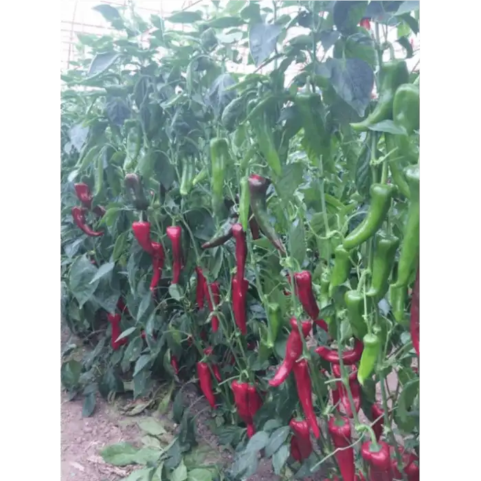 Diyar F1 Kapya Biber Fidesi