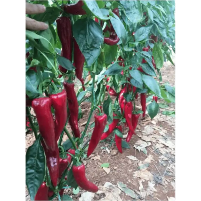 Diyar F1 Kapya Biber Fidesi