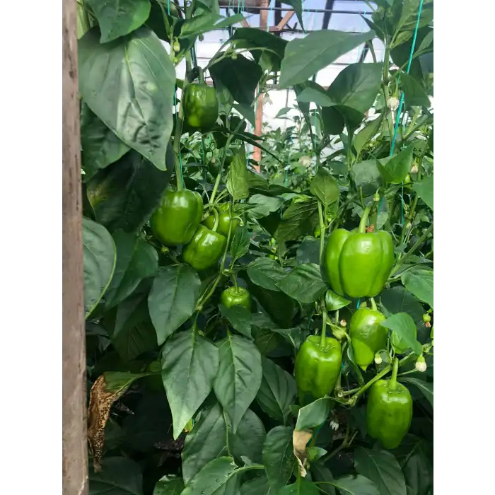 Doddo RZ F1 Dolma Biber Fidesi