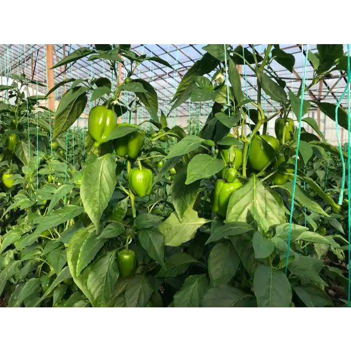 Doddo RZ F1 Dolma Biber Fidesi