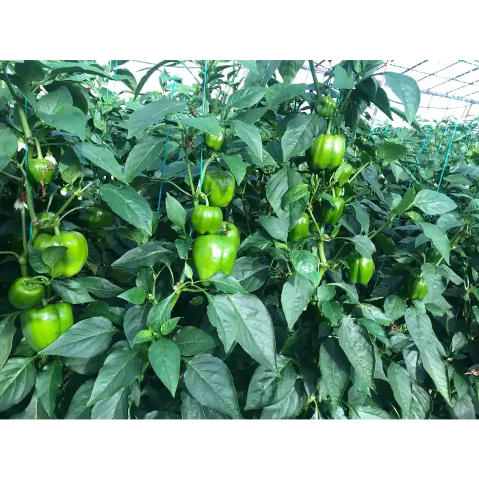 Doddo RZ F1 Dolma Biber Fidesi