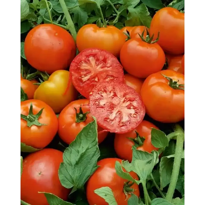 Doğuş F1 Oturak Domates Fidesi