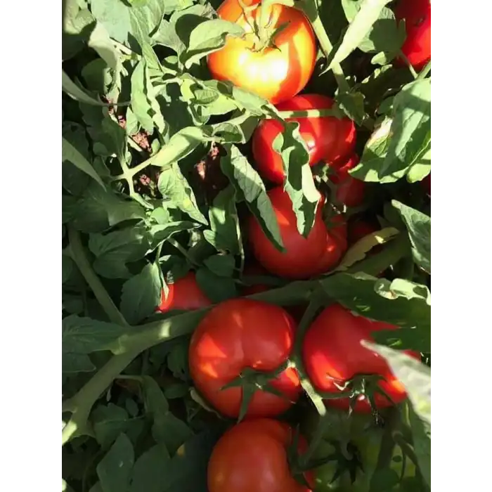 Doğuş F1 Oturak Domates Fidesi