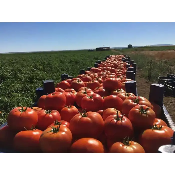 Doğuş F1 Oturak Domates Fidesi