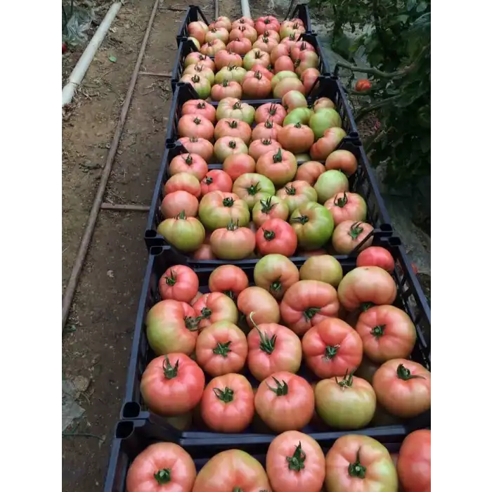 Dopink F1 Sırık Pembe Domates Fidesi