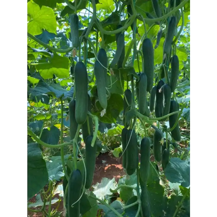 Dörtel F1 Sırık Hıyar Fidesi