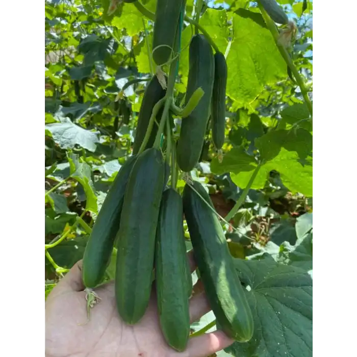 Dörtel F1 Sırık Hıyar Fidesi