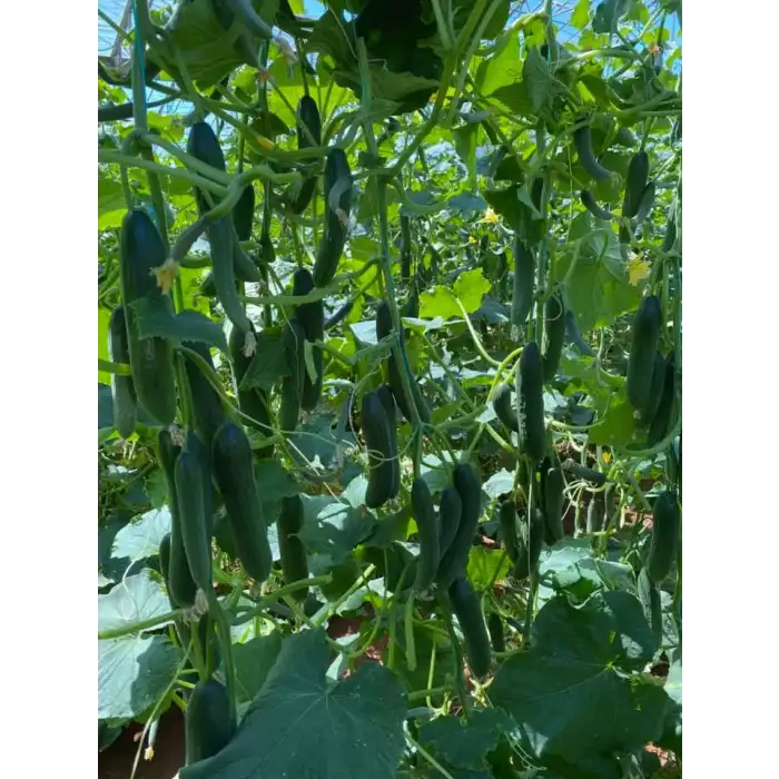 Dörtel F1 Sırık Hıyar Fidesi