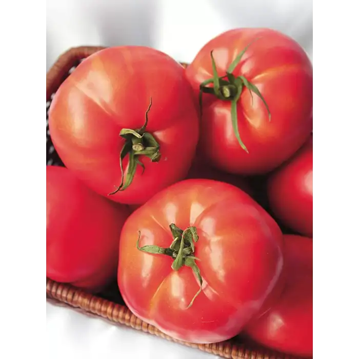 Dual Large F1 Oturak Domates Fidesi