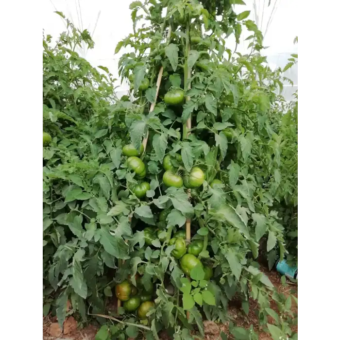 Dumas F1 Köy Domates Fidesi