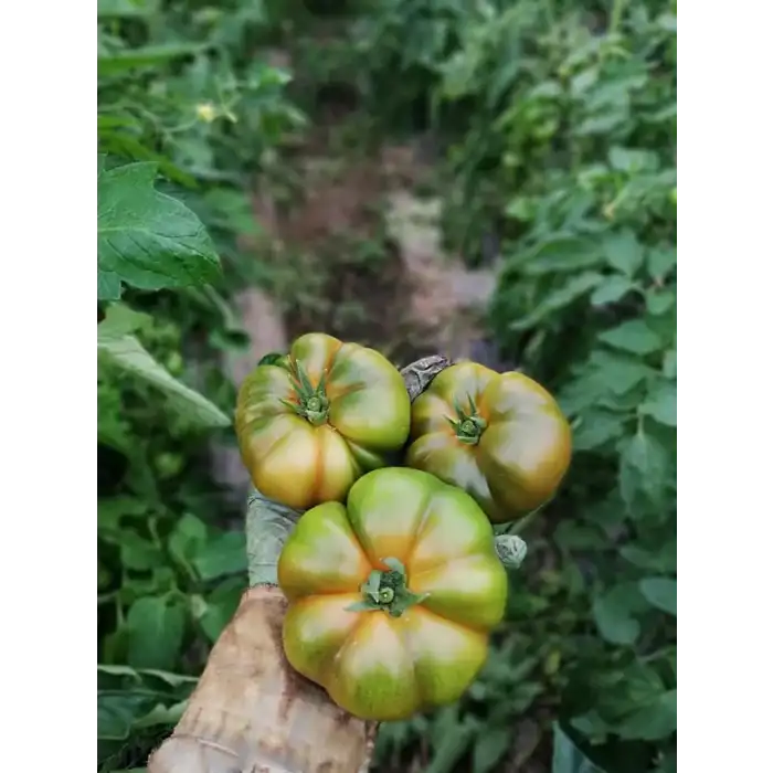 Dumas F1 Köy Domates Fidesi