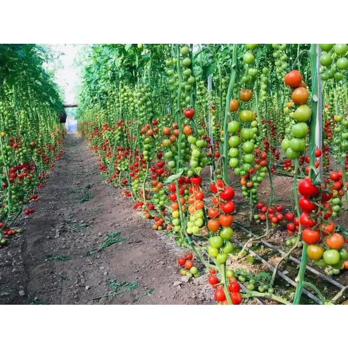 Elika F1 Kokteyl Domates Fidesi