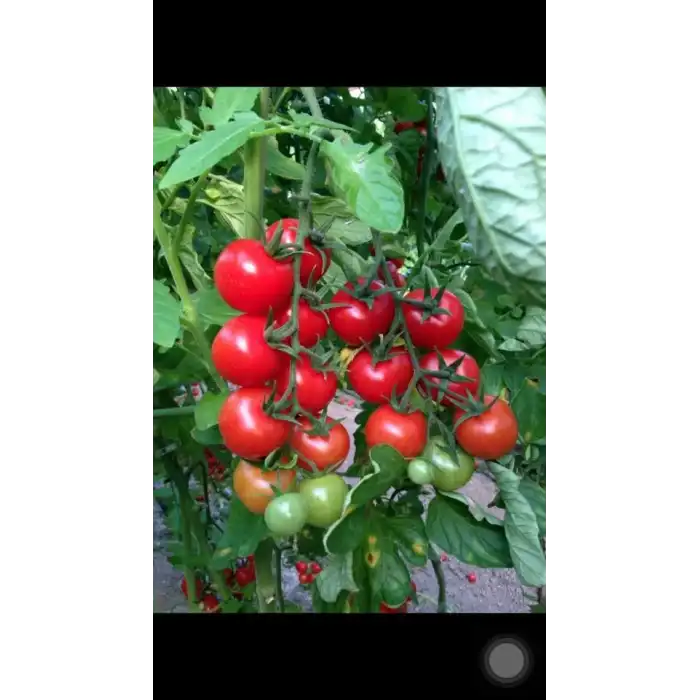 Elika F1 Kokteyl Domates Fidesi