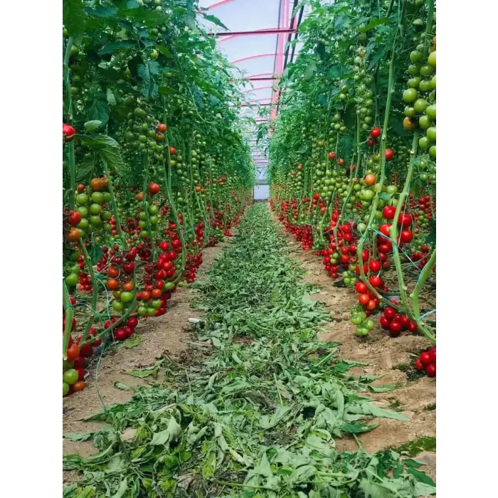 Elika F1 Kokteyl Domates Fidesi