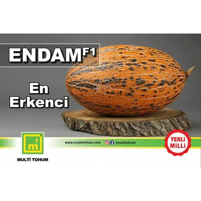 Endam F1 Kırkağaç Kavun Fidesi