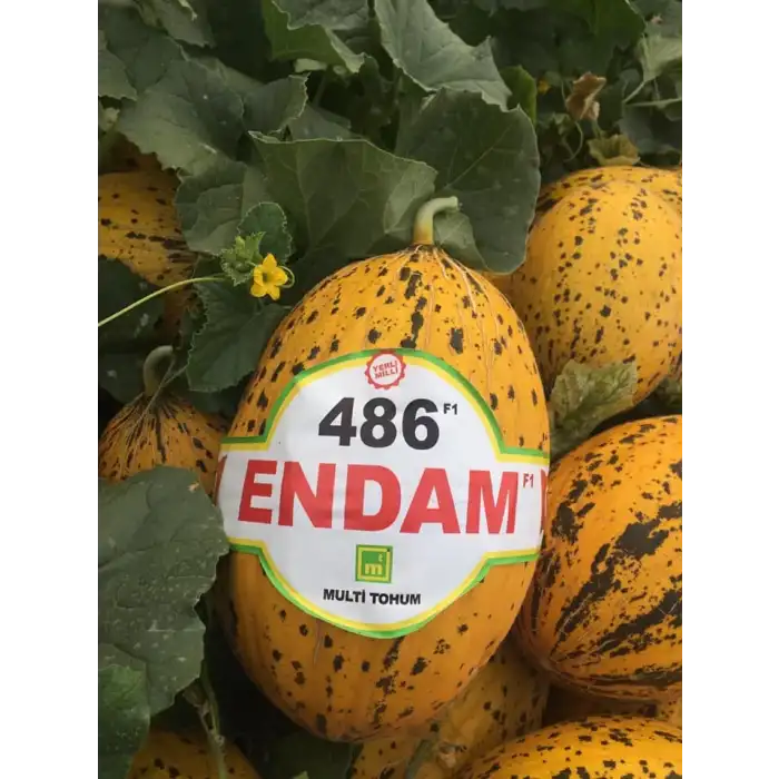 Endam F1 Kırkağaç Kavun Fidesi