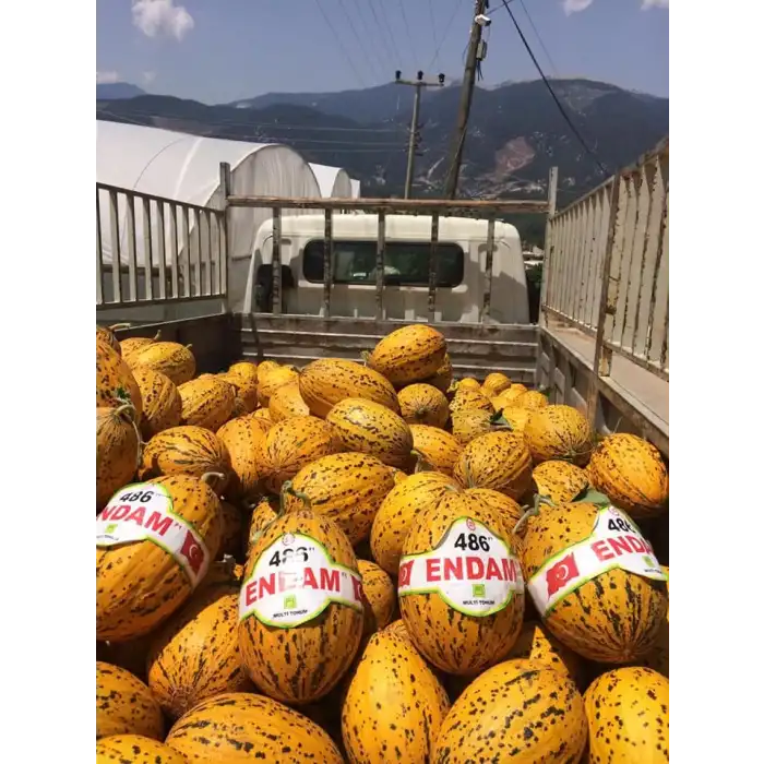 Endam F1 Kırkağaç Kavun Fidesi